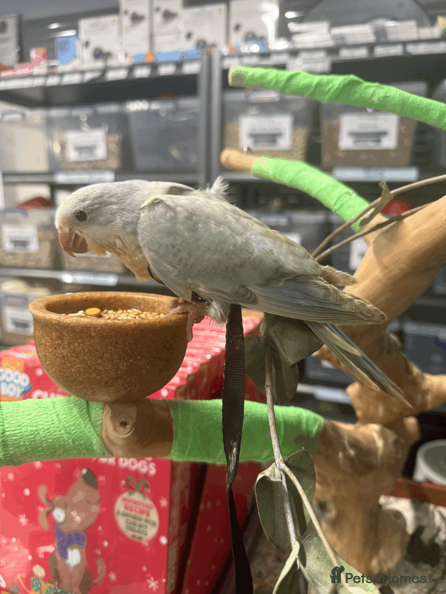 Parrots birds Handreared baby quaker - Advert 2