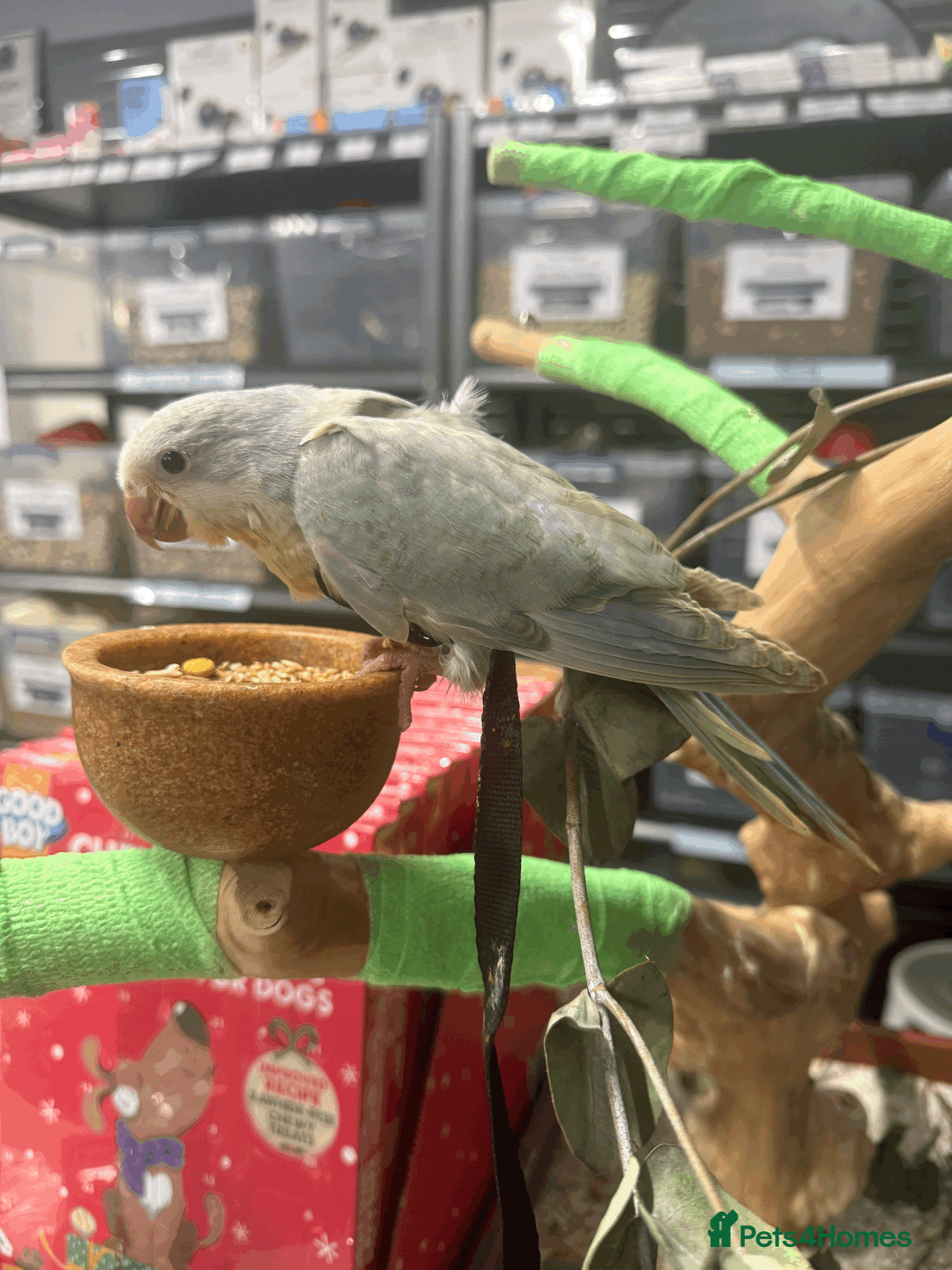 Parrots birds for sale: Handreared baby quaker - Advert 2