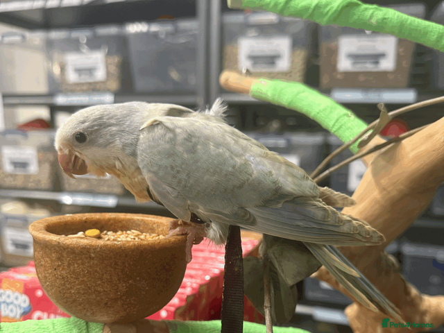 Parrots birds Handreared baby quaker - Advert 2
