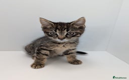 Maine Coon cats for sale: Beautiful baby boy ready to leave! - Image 3