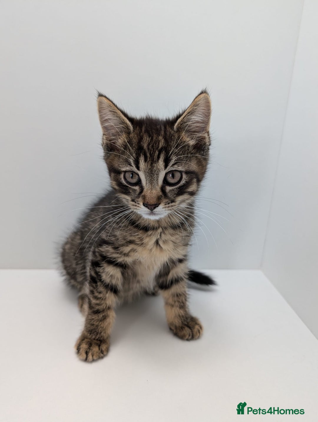 Maine Coon cats for sale: Beautiful baby boy ready to leave! - Image 3