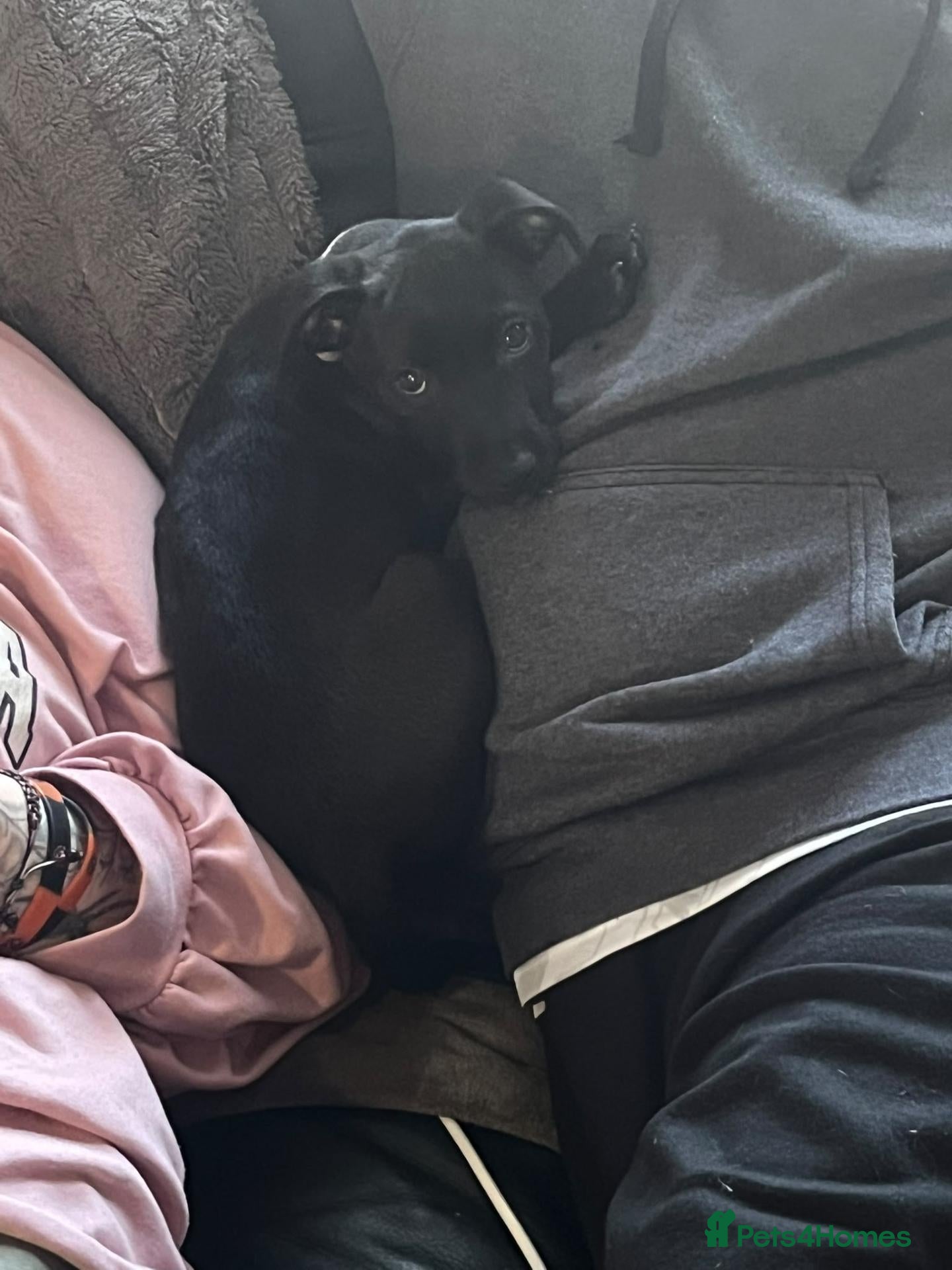 Patterdale Terrier dogs for sale: Patrerdale  - Advert 1