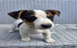 Jack Russell dogs for sale: Jack Russell pups 😍 - Image 3