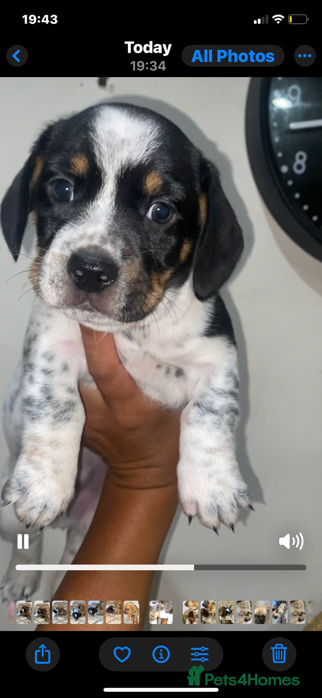 Mixed Breed dogs for sale: French Bull Weiner dogs 6 weeks old  - Image 8