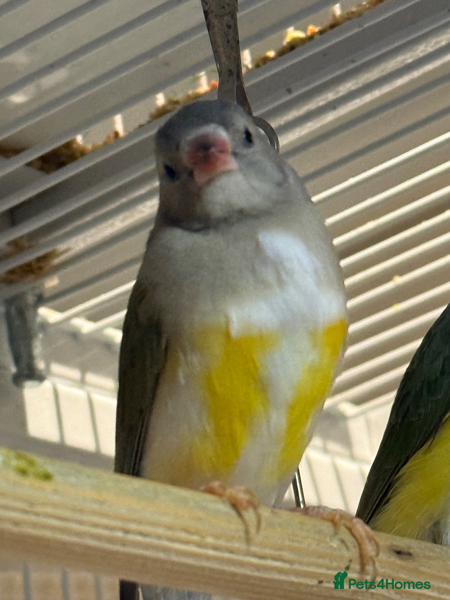 Finches birds Female Black Headed Gouldian Finch 5 Months Old - Advert 2