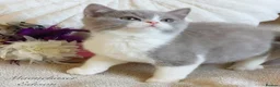 British Shorthair cats for sale: Gorgeous British Shorthairs Registered - Advert 5