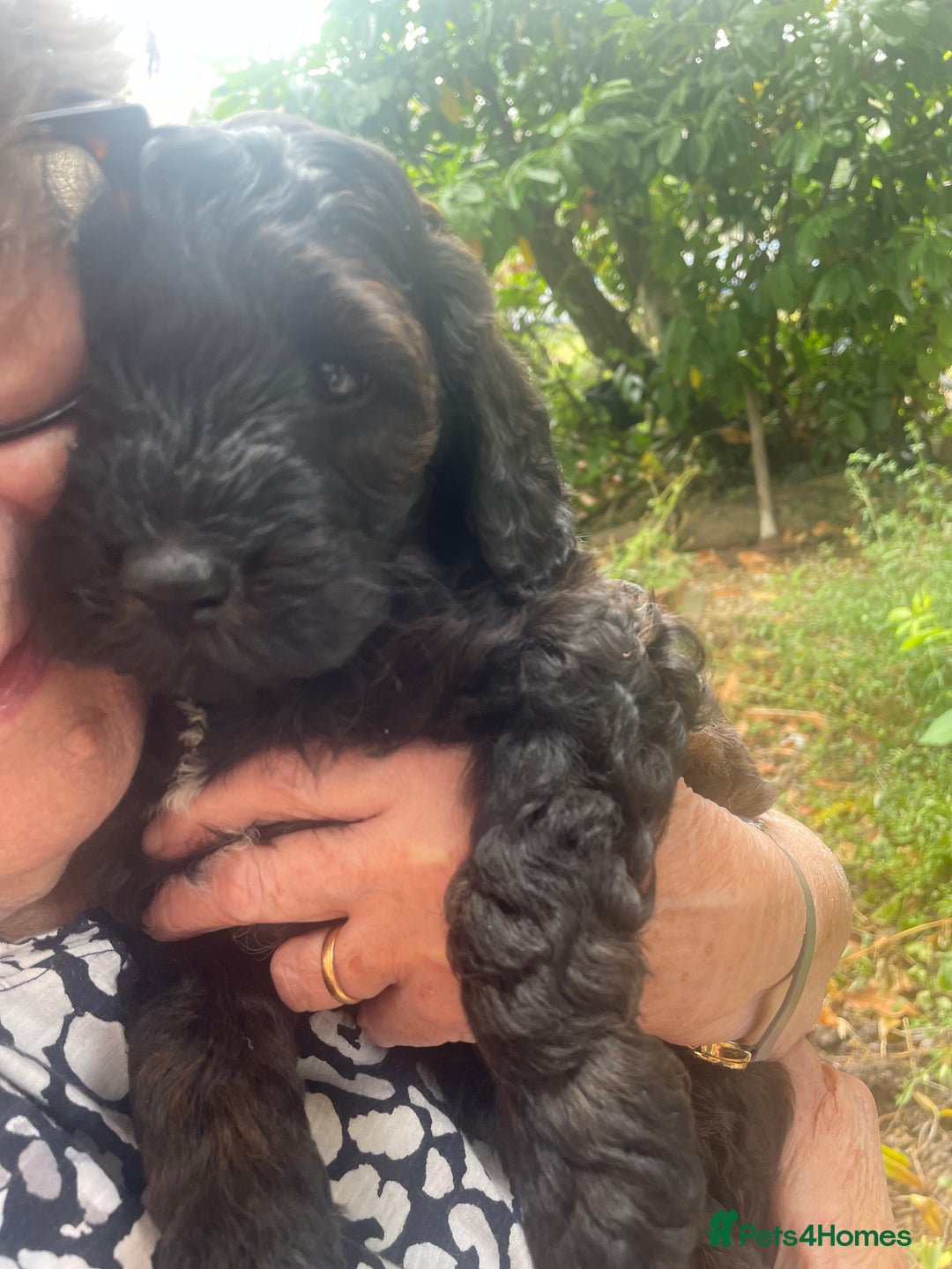 Cockapoo dogs for sale: Cockapoo puppies - Image 3
