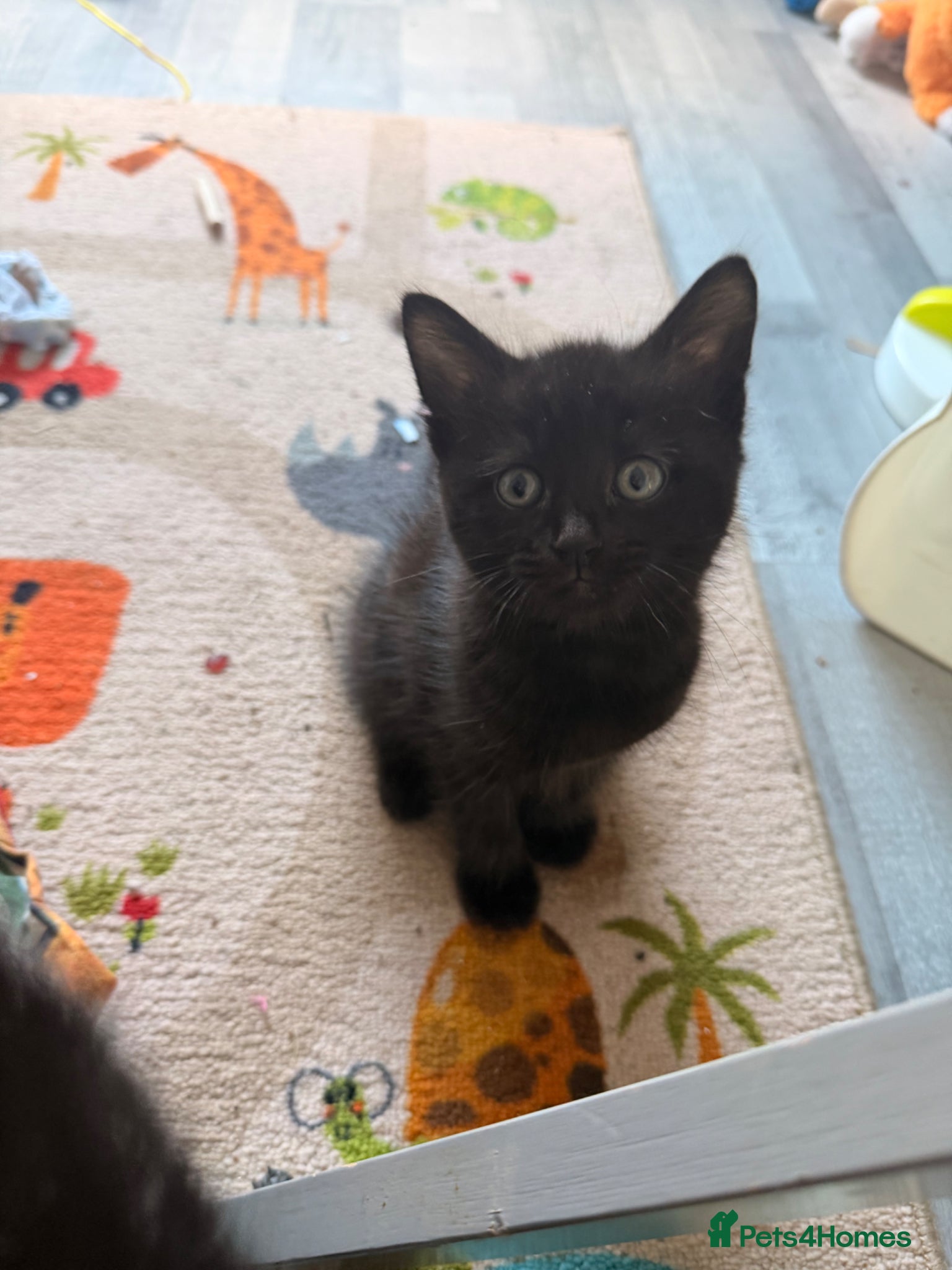 Domestic Shorthair cats for sale: Little female kitten ready for her forever people - Advert 6