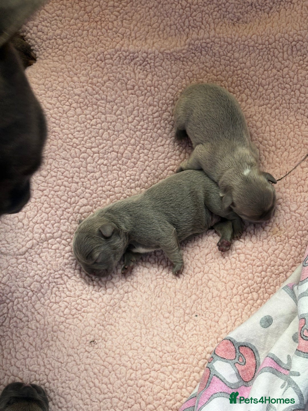 French Bulldog dogs for sale: French bulldog Pups  - Image 10