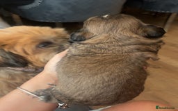 Shih Tzu dogs for sale: Cream and chocolate imperial shih tzu pups - Image 21