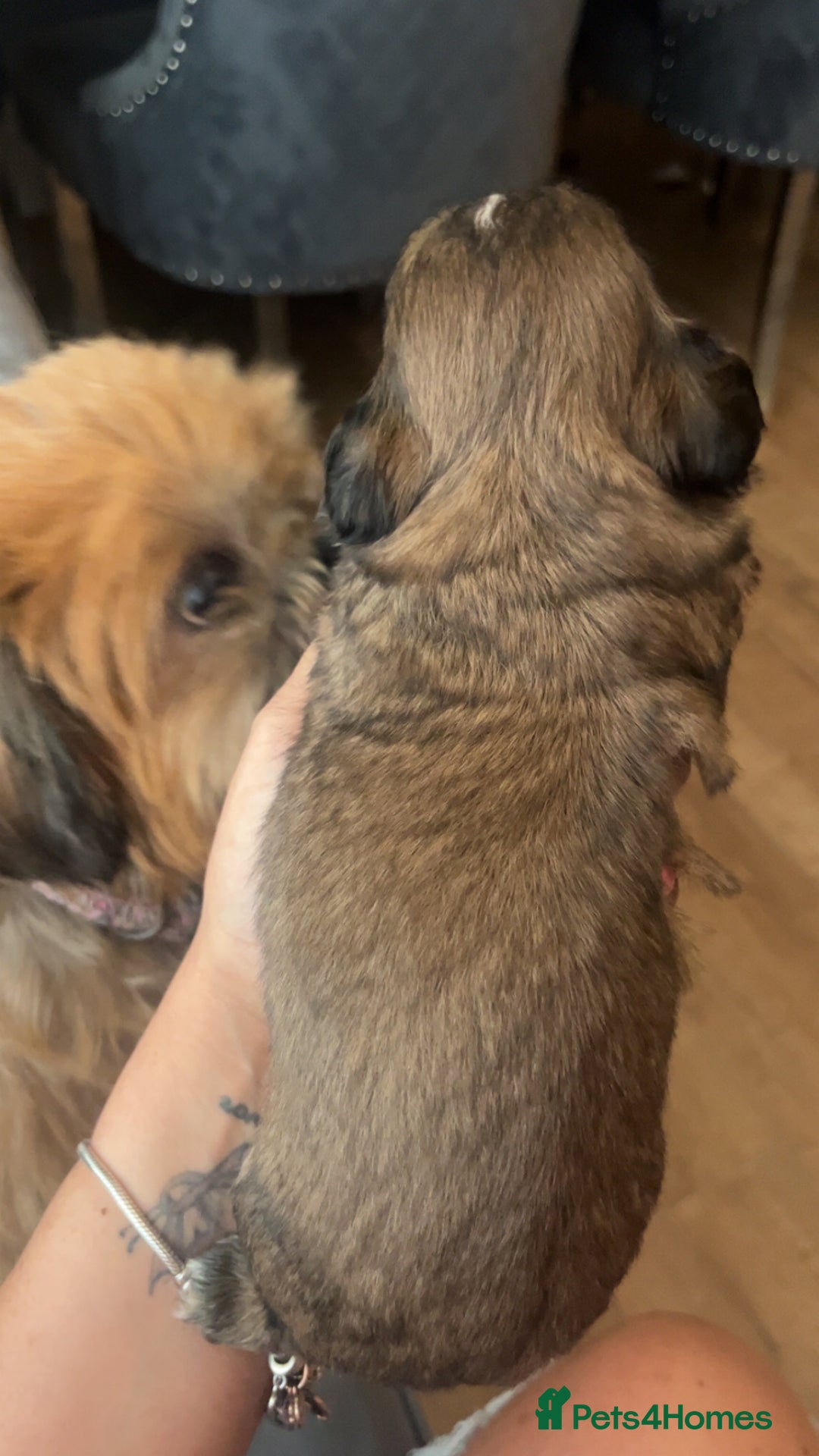 Shih Tzu dogs for sale: Cream and chocolate imperial shih tzu pups - Image 21
