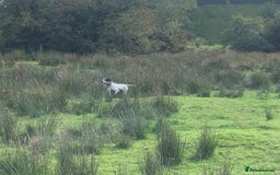 Pointer dogs for sale: 🪶 Pointer puppies 🪶 - Image 5