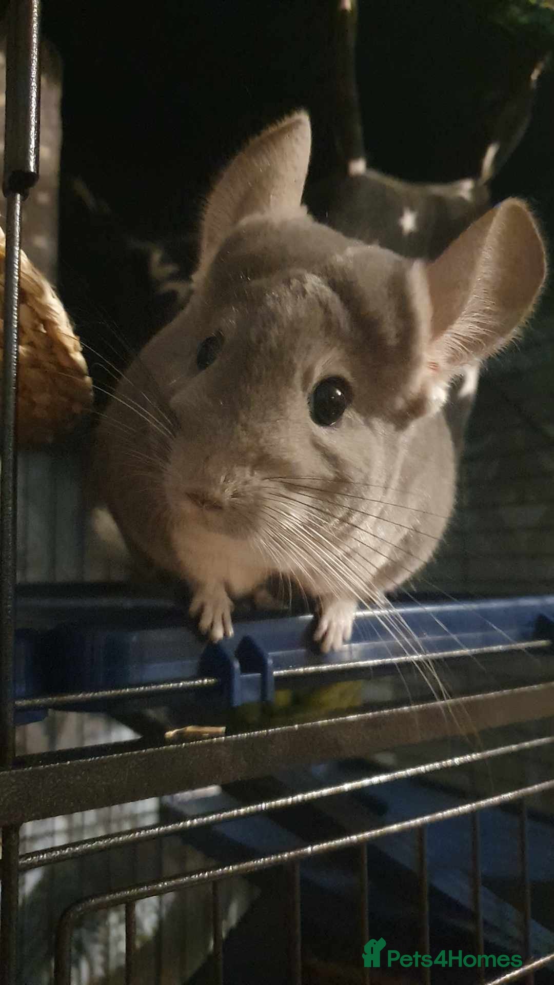 Chinchilla rodents Male Chinchilla - Advert 3