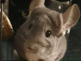 Chinchilla rodents Male Chinchilla - Advert 3