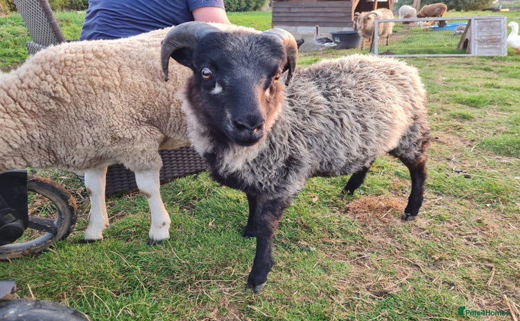 Sheep livestock - Advert 2