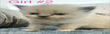 Girl #2