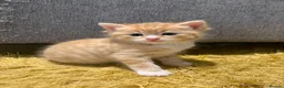 British Longhair cats for sale: Stunning Female Ginger Kittens - Advert 21