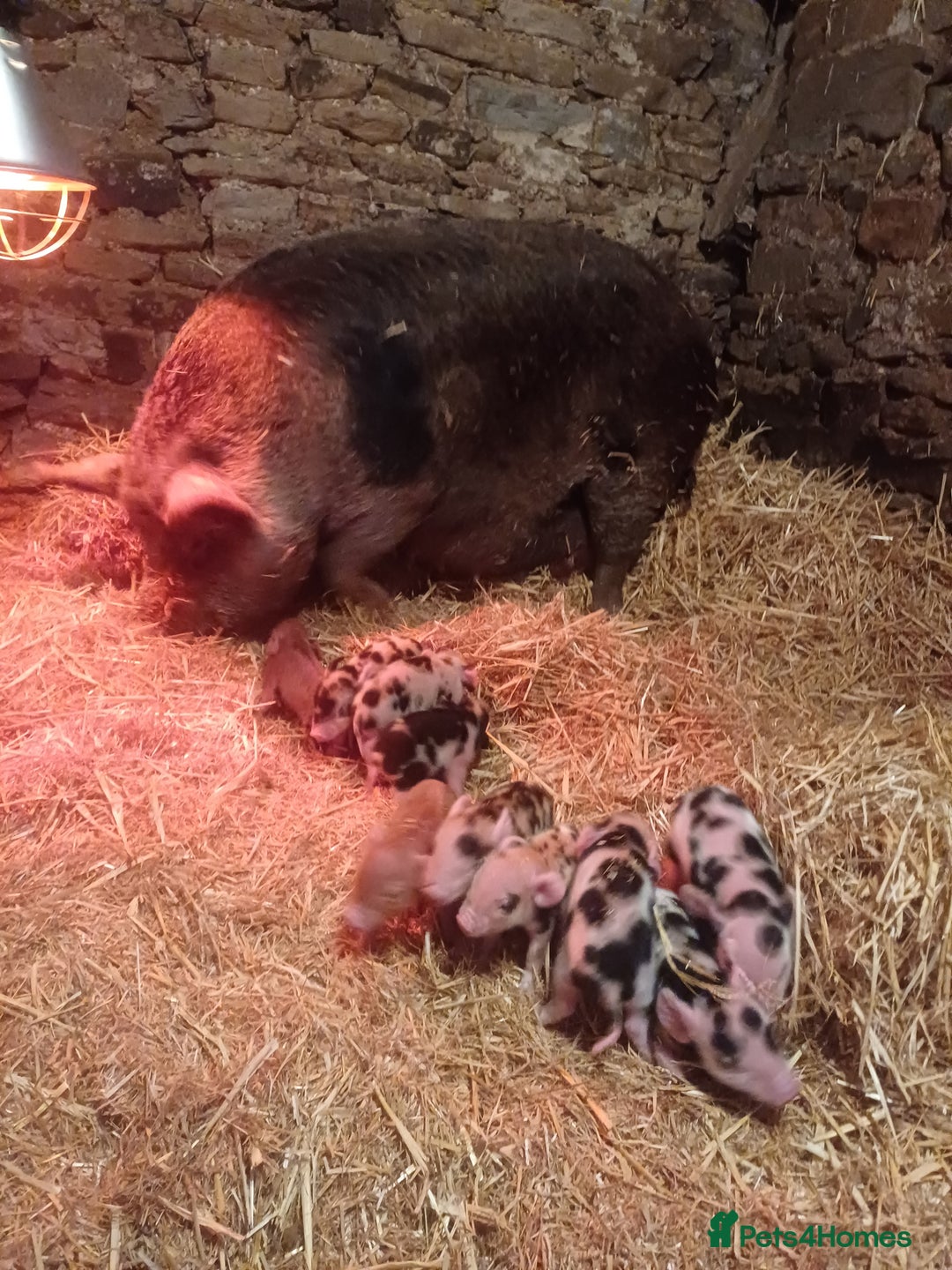 Pig livestock for sale: Kunekune x Juliana  - Advert 4