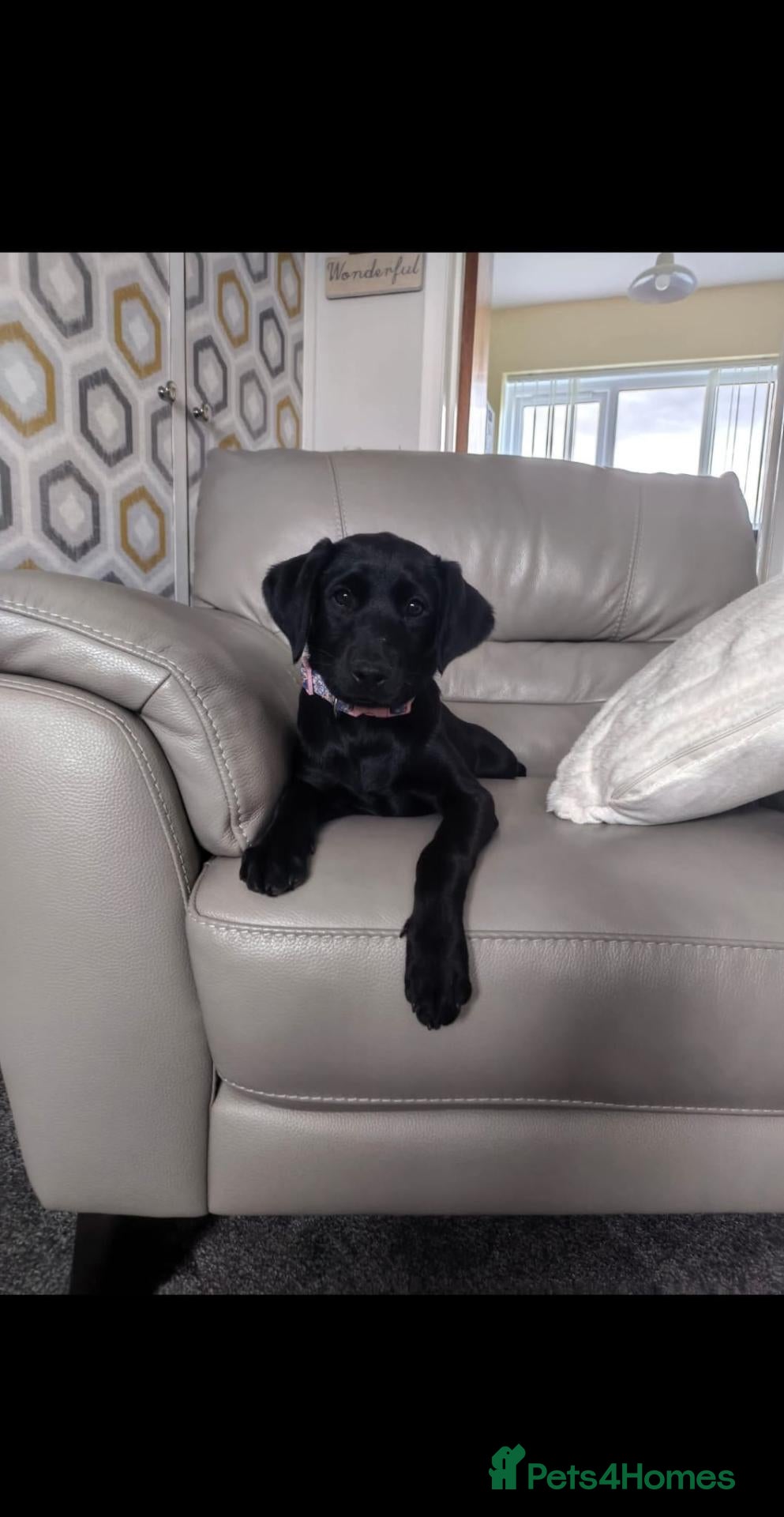 Labradoodle dogs F1 Labrador x Labradoodle bitch pup - Advert 1