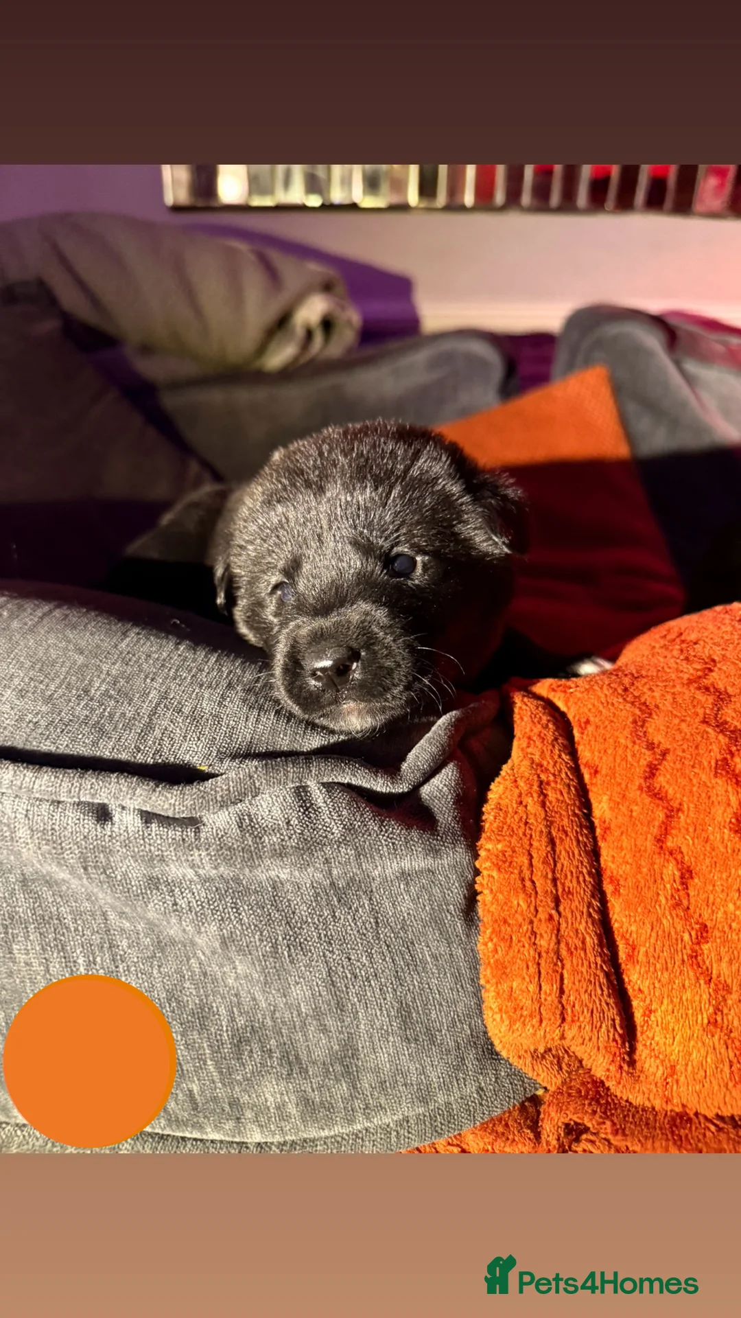 Mixed Breed dogs for sale: Labrakita - Advert 9