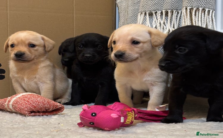 Labrador Retriever dogs - Advert 9