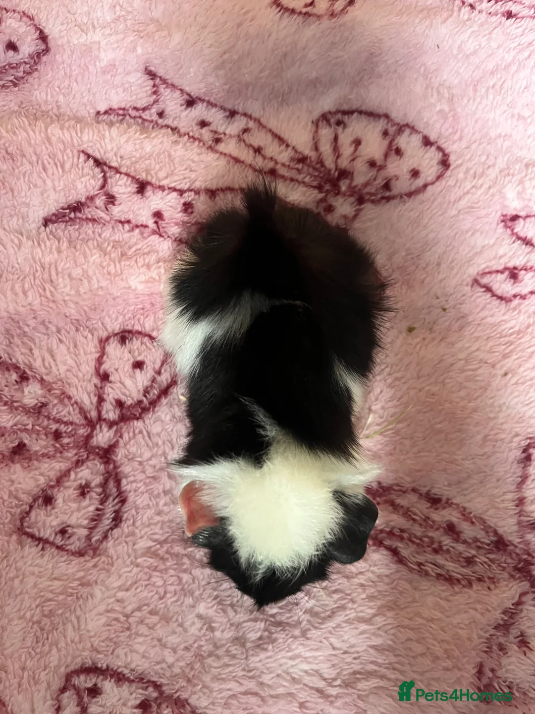 Guinea Pig rodents for sale: Two male guinea pigs.  in Rugby - Advert 6