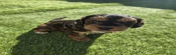 Cockapoo dogs for sale: Only 3 left  - Advert 2
