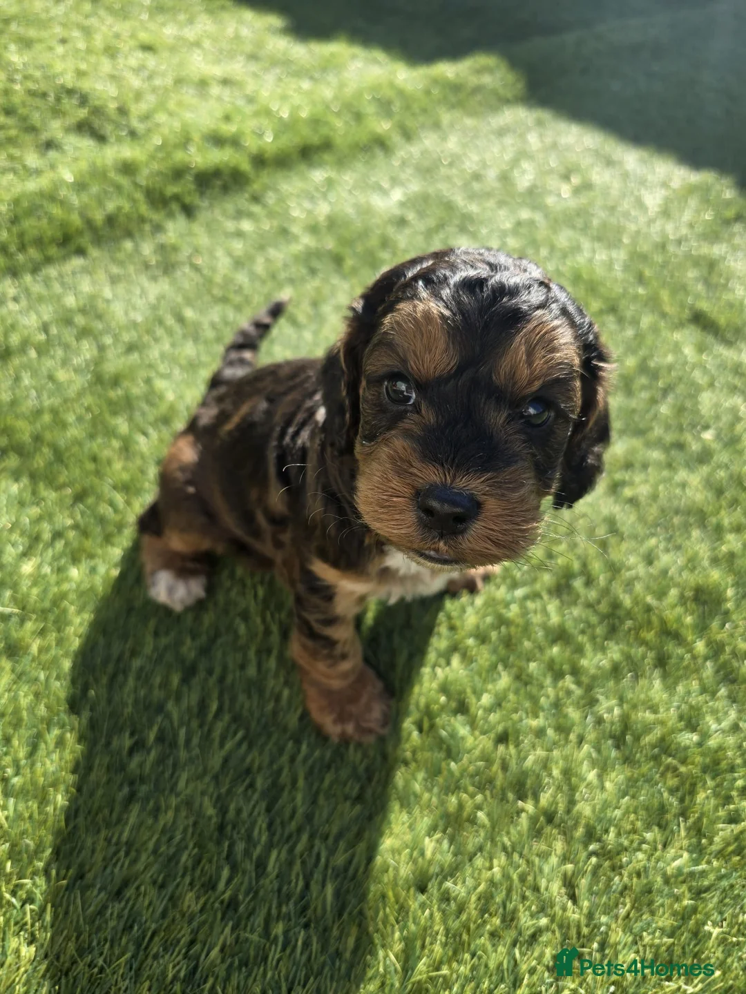 Cockapoo dogs for sale: Only 3 left  - Advert 2
