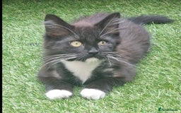 British Longhair cats for sale: ******. 2 female KITTENS.  - Image 10