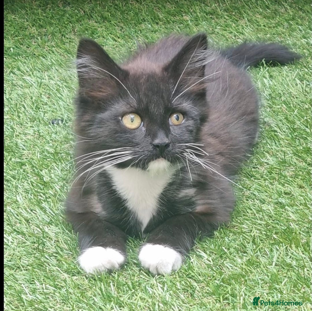 British Longhair cats for sale: ******. 2 female KITTENS.  - Image 10