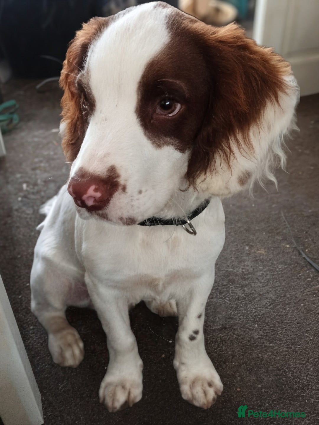 English Springer Spaniel dogs for sale: Sprinter spaniel  - Image 6