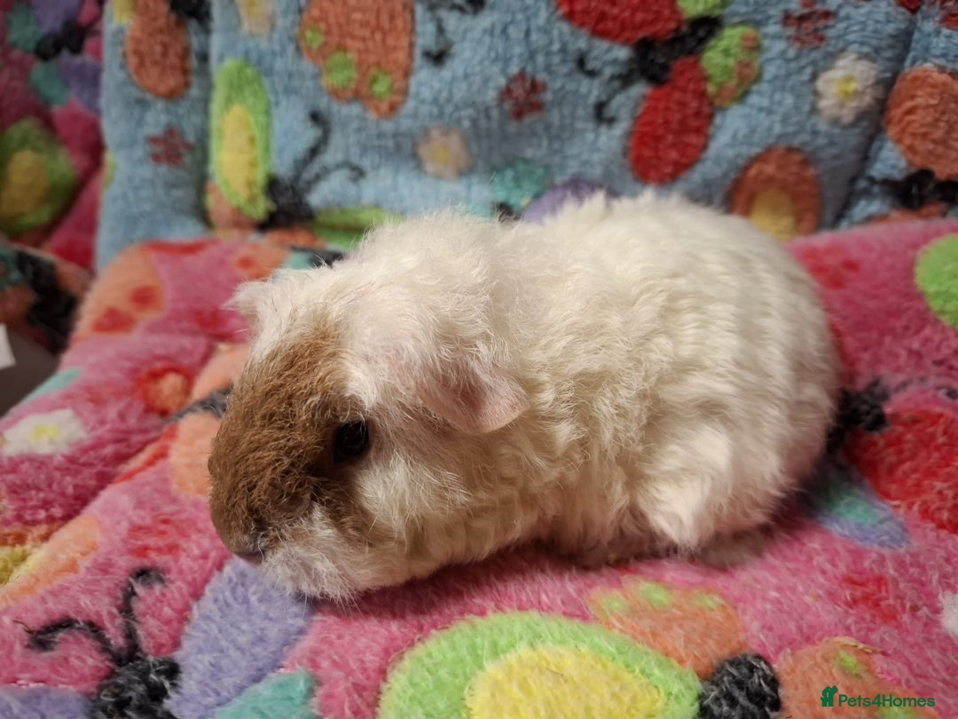 Guinea Pig rodents for sale: Baby PE Golden Sisters/Teddy/sheltie retired sows  - Advert 5