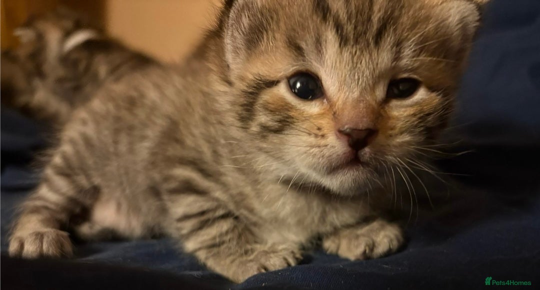 Bengal cats for sale: Beautiful Bengal Mix Kittens - Advert 15