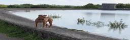 Mixed Breed dogs for sale: Skye  - Advert 4