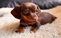 Miniature Dachshund dogs for sale: BEAUTIFUL MINI DACHSHUND PUPPIES  - Image 2