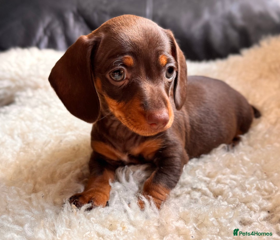 Miniature Dachshund dogs for sale: BEAUTIFUL MINI DACHSHUND PUPPIES  - Image 2