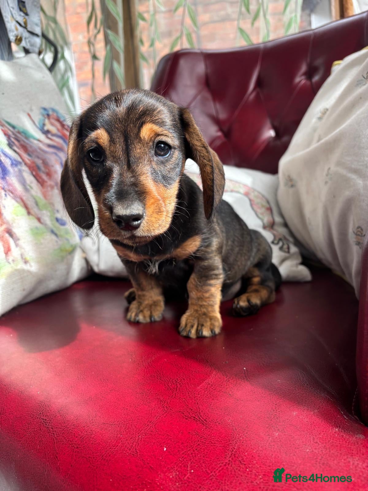 Dachshund dogs Miniature Dachshunds  - Advert 1