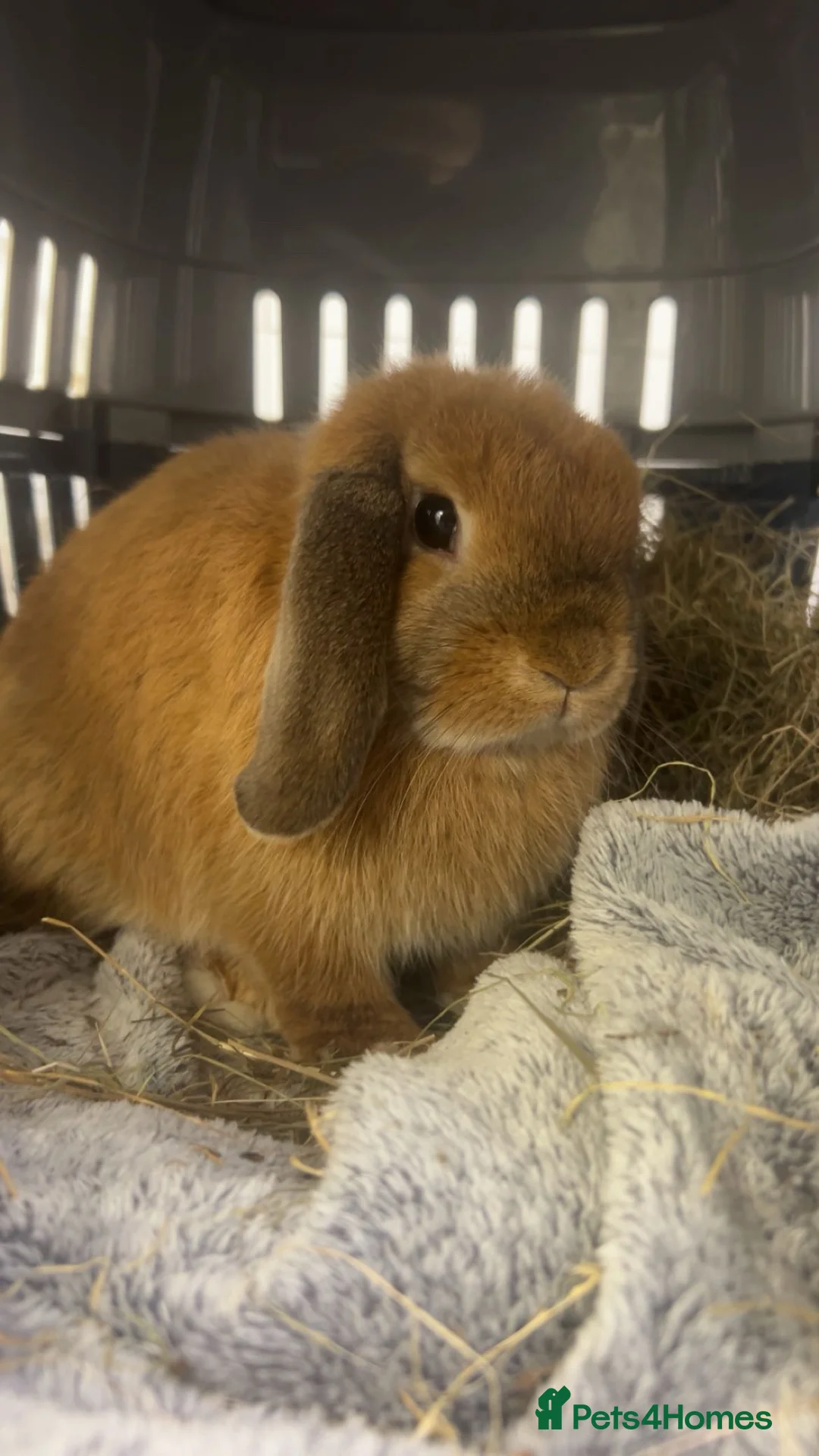 Mini Lop rabbits for sale: gorgeous mini lop - Advert 2