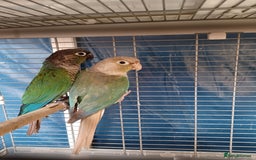 Conures birds for sale: Conures - Image 3