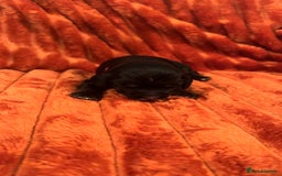 Cocker Spaniel dogs for sale: 4 Cocker spaniel puppy’s  - Advert 5