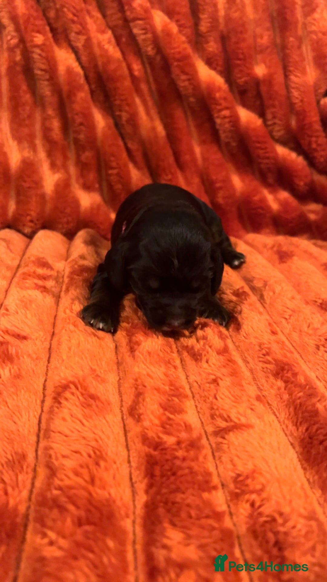 Cocker Spaniel dogs for sale: 4 Cocker spaniel puppy’s  - Advert 5