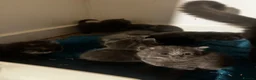 Russian Blue cats for sale: Mixed blue Russian kittens - Advert 5