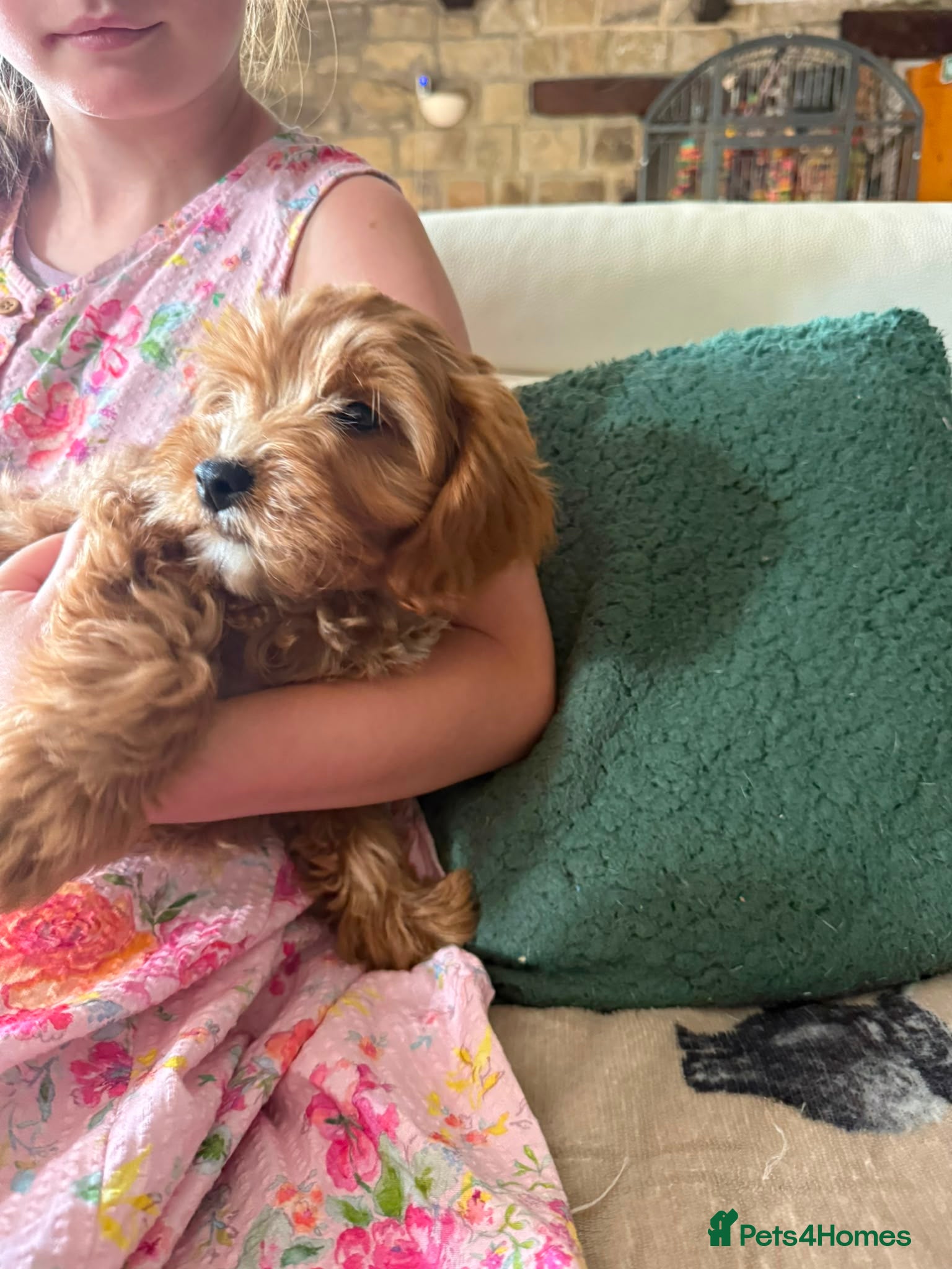 Cavapoo dogs Stunning Tiny red Cavapoo Ready Now - Advert 17
