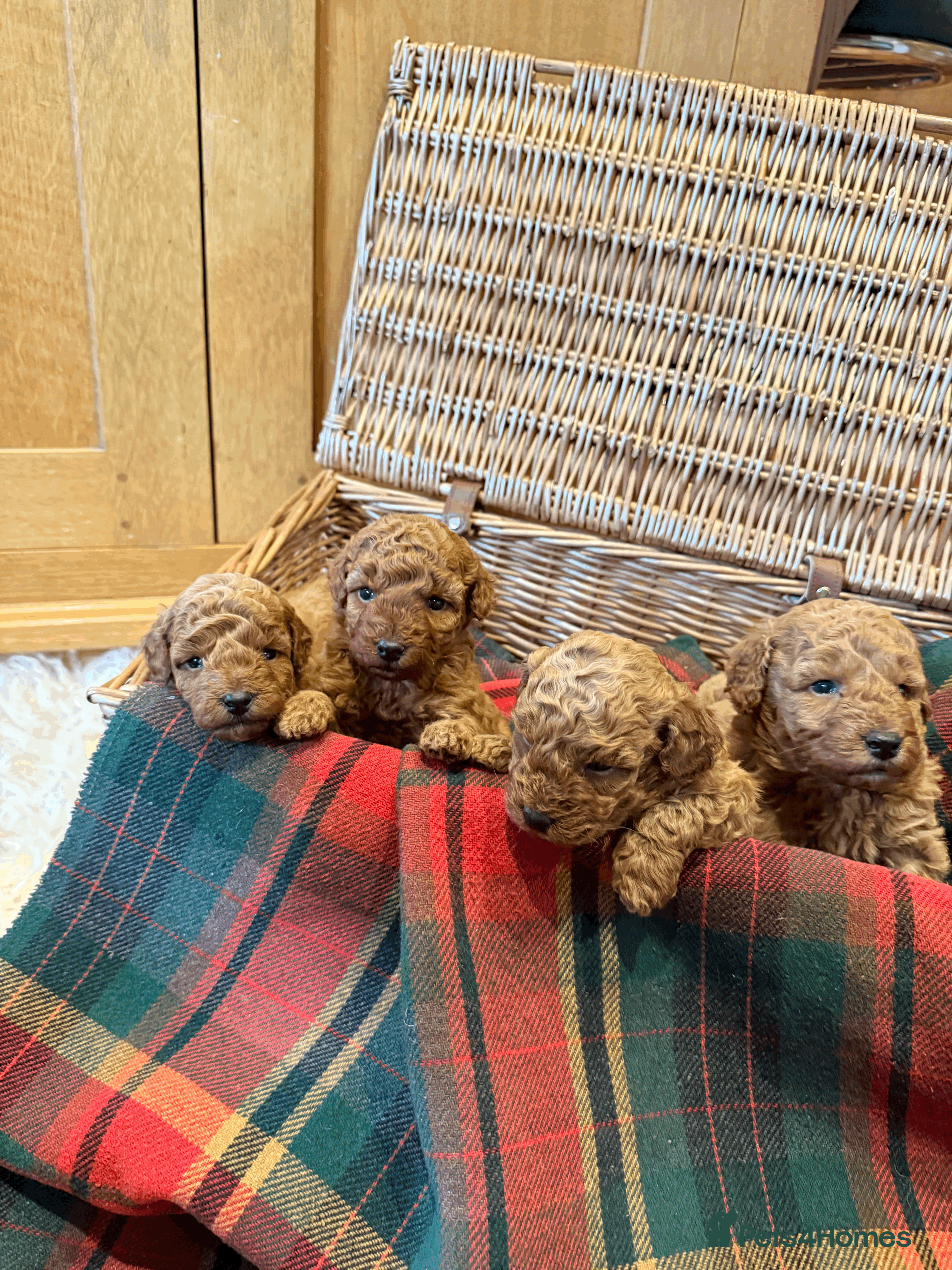 Miniature Poodle dogs Pedigree KC Registered Miniature Poodle Pups  - Advert 11