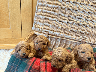 Miniature Poodle dogs Pedigree KC Registered Miniature Poodle Pups - Advert 13