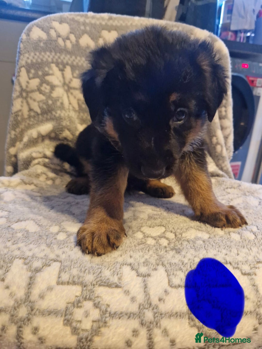 German Shepherd dogs for sale: 5 weeks German shepherd puppies  - Advert 10
