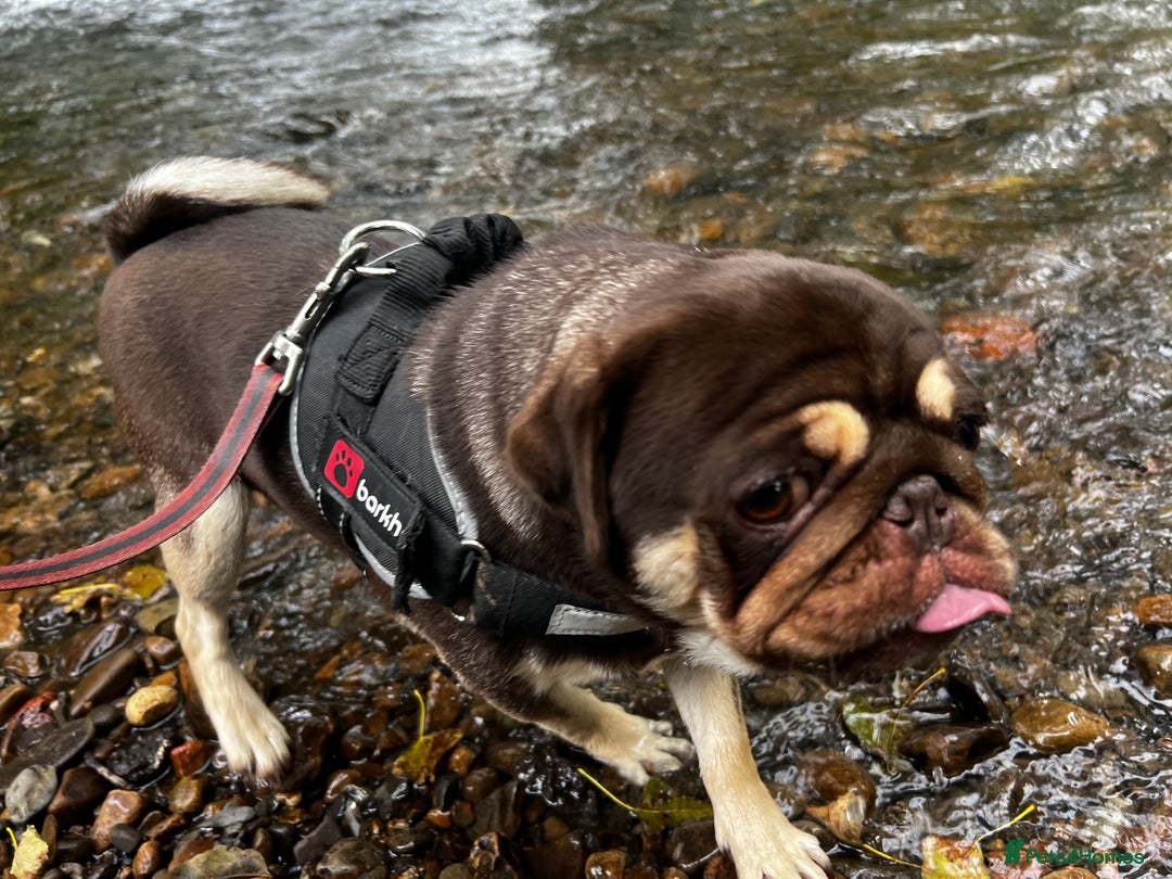Pug dogs for sale: Kc reg 3 year old chocolate pug  - Advert 14