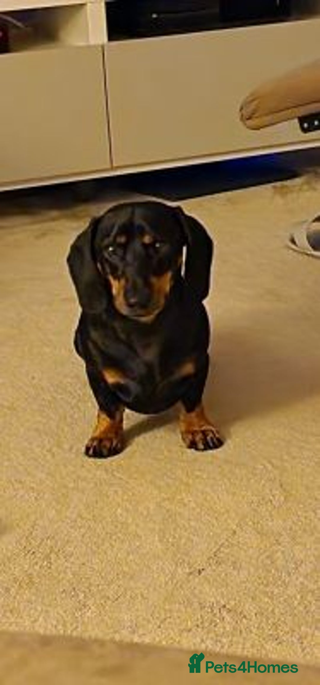 Labrador Retriever dogs for sale: Female Labrador retriever dog - Advert 4