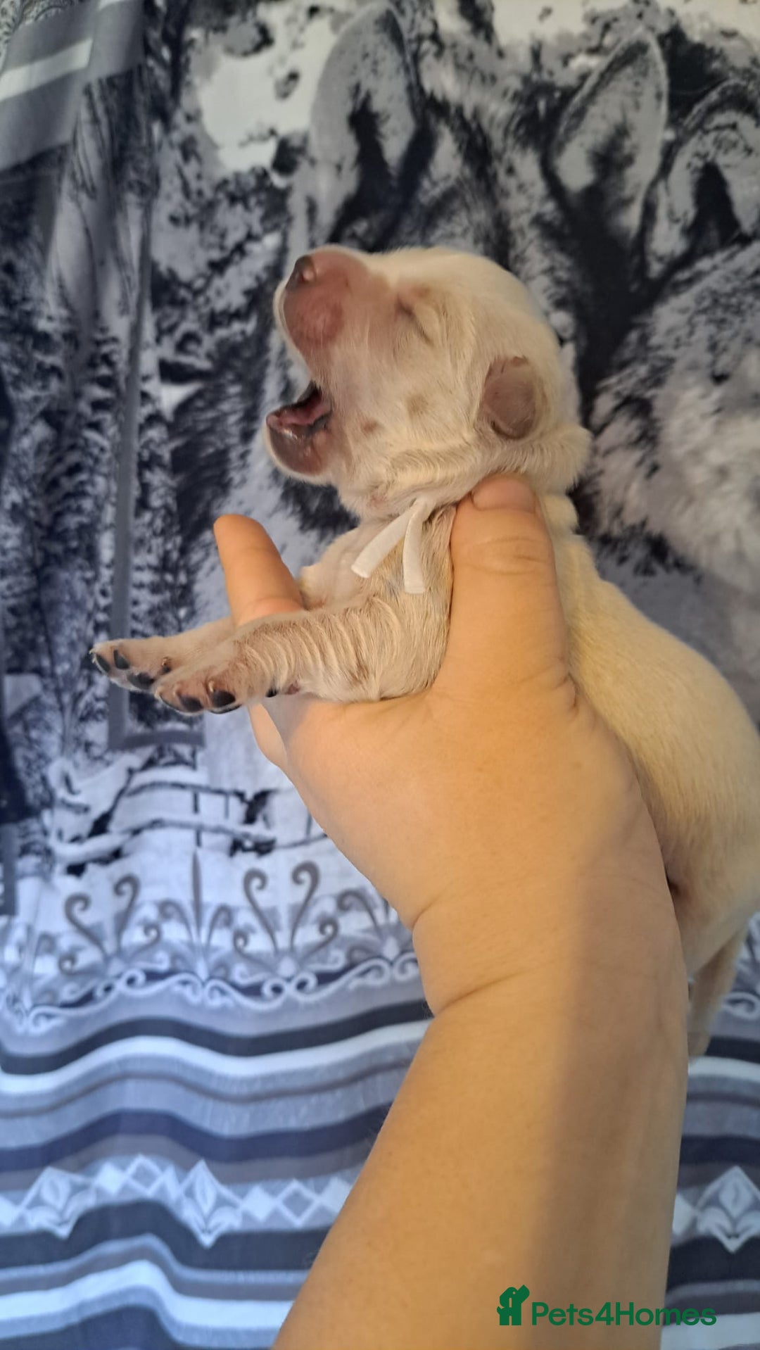 Golden Retriever dogs for sale: European bloodline GR puppies  - Advert 14