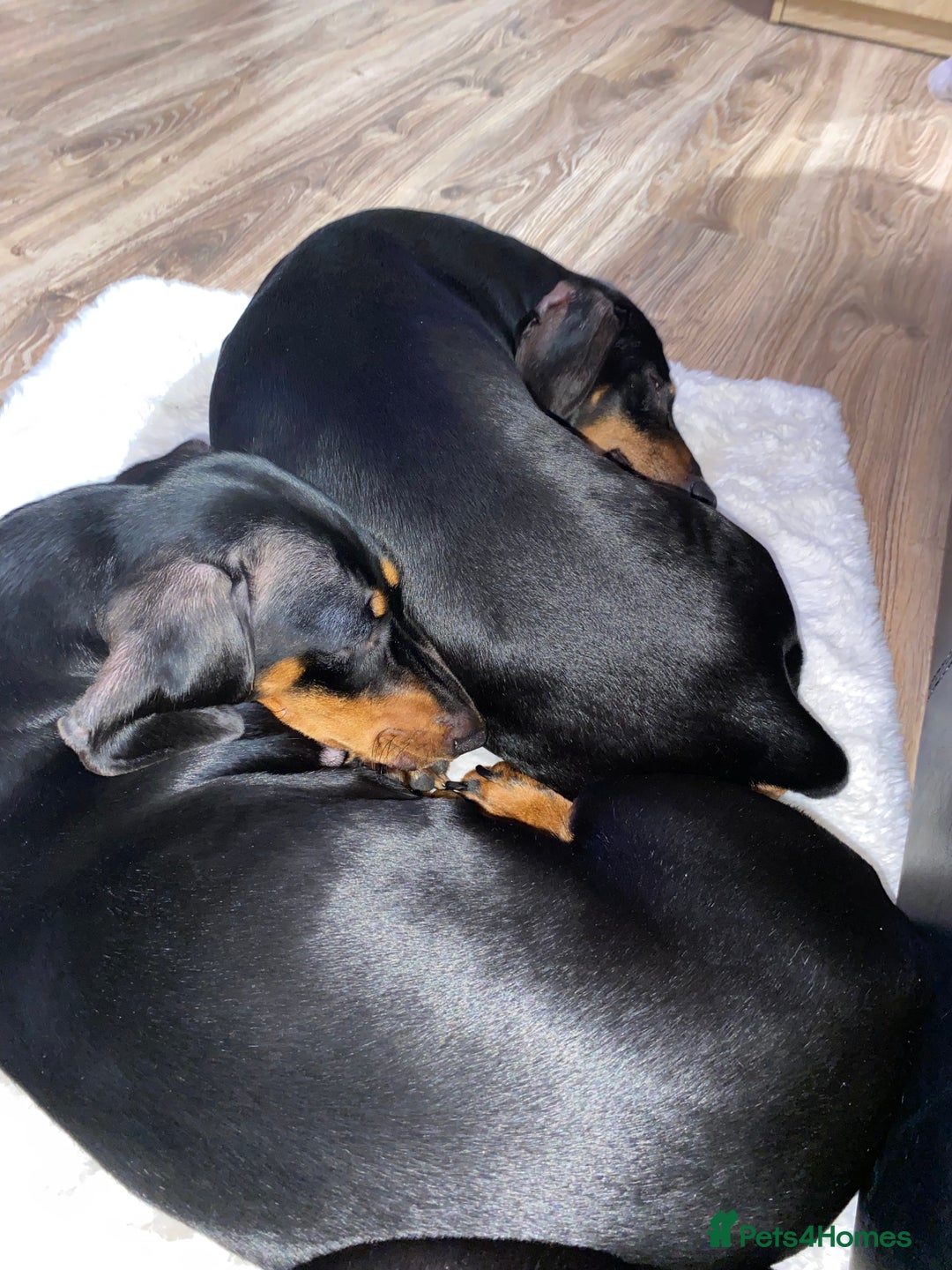 Dachshund dogs for sale:  Only one girl left 💕SOLD  - Image 17
